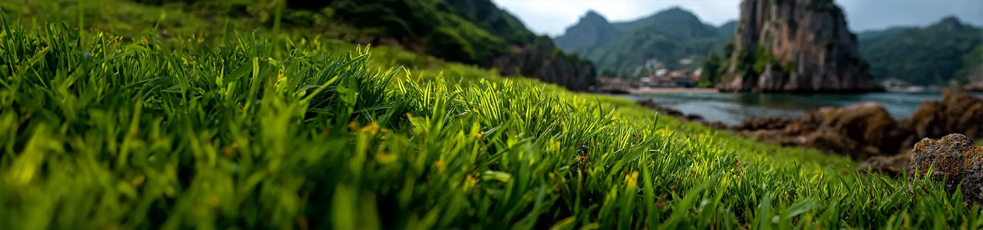 Sea Dwarf Paspalum Vaginatum